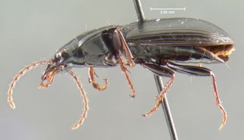Media type: image;   Entomology 16438 Aspect: habitus lateral view